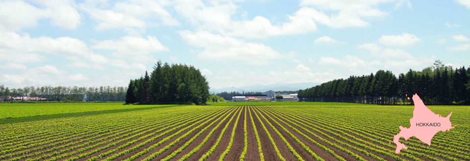 北海道の畑